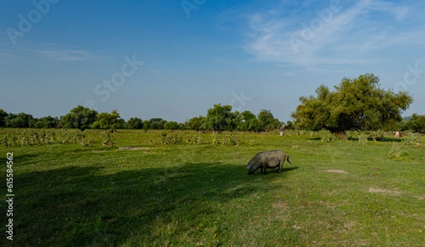 Obraz Hog in the field