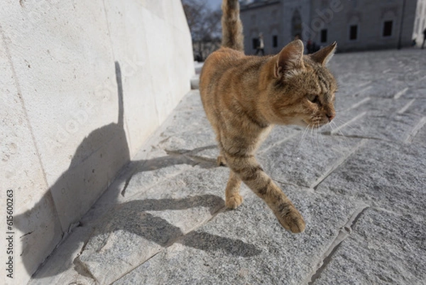 Obraz Stray tabby cat walking away