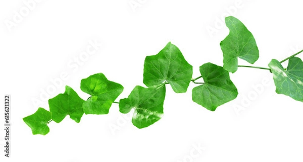 Fototapeta Green leaf ivy isolated border