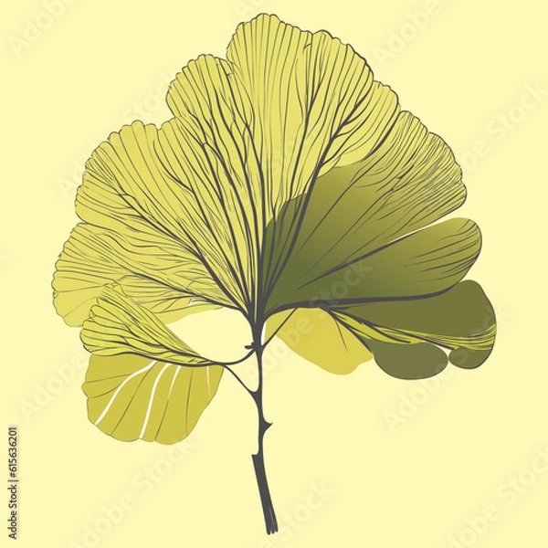 Fototapeta Isolated branch of ginkgo biloba leaves on the yellowish background