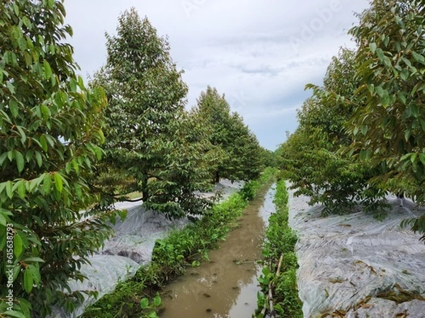 Fototapeta Durian field, durian farm before stimulate blooming