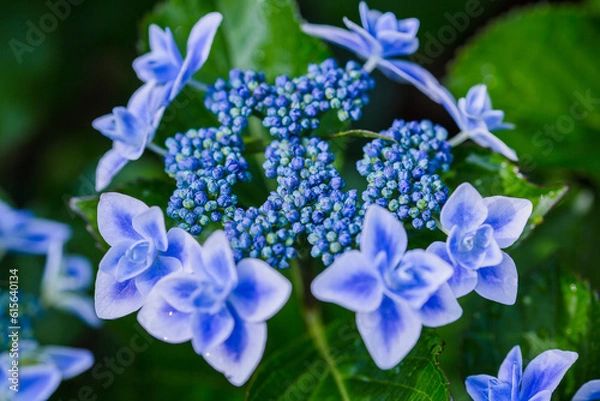 Obraz 美しい紫陽花