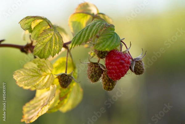 Obraz A bunch of raspberries with one ripe berry and several unripe berried.