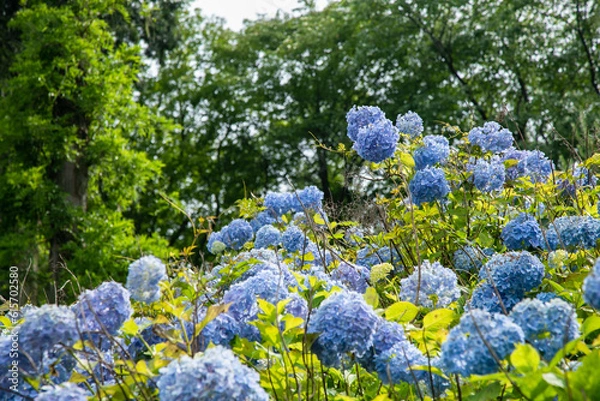 Obraz 初夏の紫陽花
