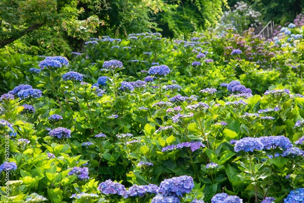 Obraz 初夏の紫陽花
