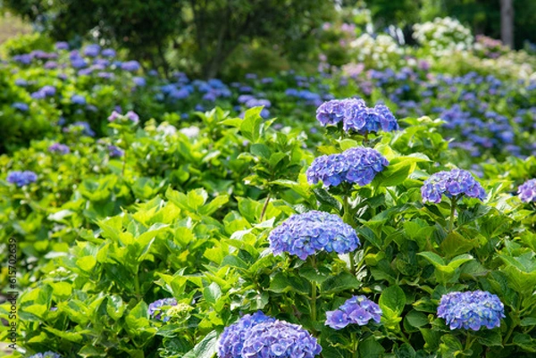 Obraz 初夏の紫陽花
