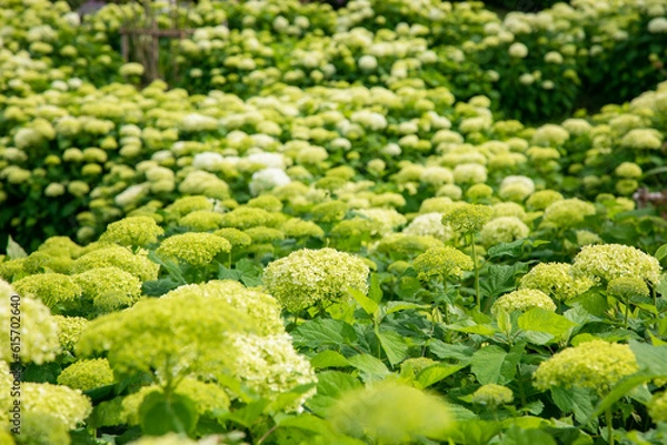 Obraz 初夏の紫陽花
