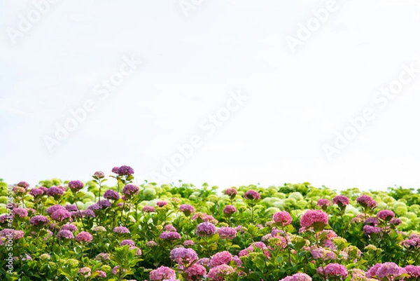 Obraz 初夏の紫陽花
