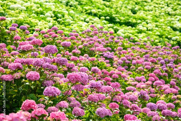 Obraz 初夏の紫陽花
