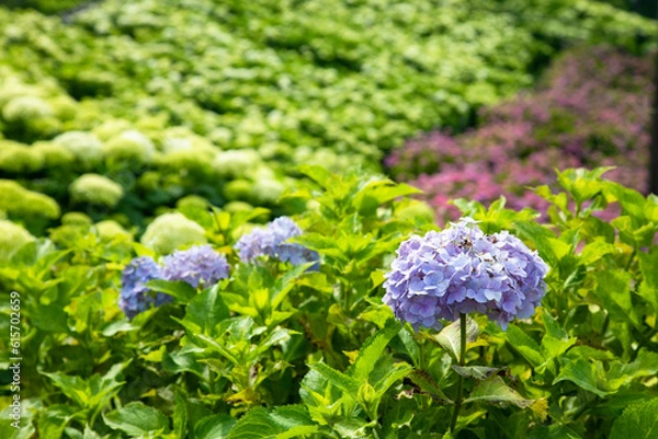 Obraz 初夏の紫陽花
