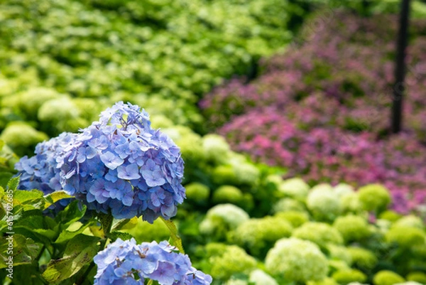 Obraz 初夏の紫陽花
