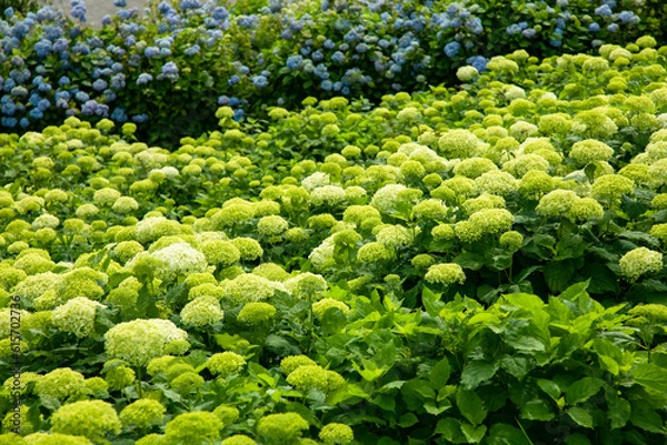 Obraz 初夏の紫陽花
