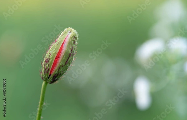 Obraz A half-opened poppy bud on blurry green background