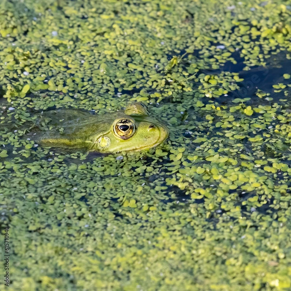 Fototapeta A close-up of a green frog partially submerged in water covered with duckweed. The frog's head and eyes are visible as it blends into the green aquatic environment.