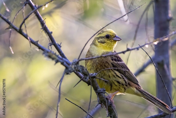 Fototapeta A small yellow bird perched on a branch in a forested area, surrounded by a soft, blurred background.