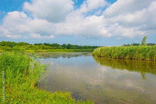Fototapeta Reed along the edge of a lake in bright sunlight in spring, Almere, Flevoland, The Netherlands, June, 2023
no people, outd