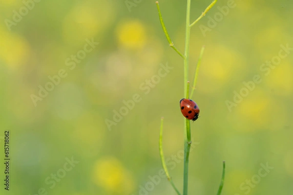 Obraz A sole ladybug beetle on a spring, blurred background