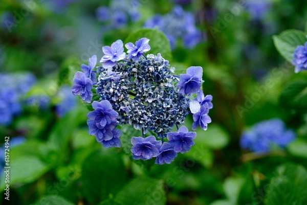 Fototapeta 紫陽花