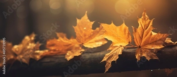 Obraz Beautiful autumn leaves on blurred background
