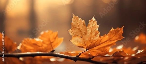 Obraz Beautiful autumn leaves on blurred background