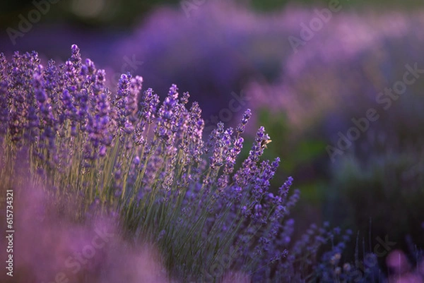 Obraz Blooming Lavender Flowers in a Provence Field Under Sunset light in France. Soft Focused Purple Lavender Flowers with Copy space. Summer Scene Background.