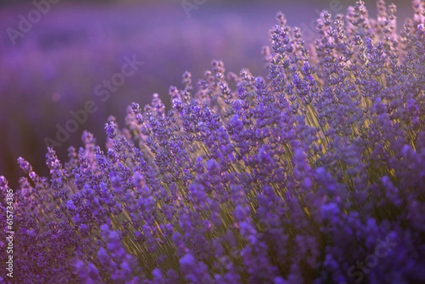 Obraz Blooming Lavender Flowers in a Provence Field Under Sunset light in France. Soft Focused Purple Lavender Flowers with Copy space. Summer Scene Background.