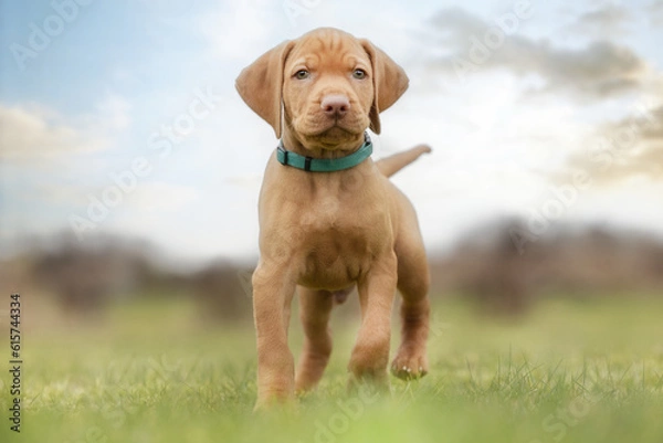 Obraz hungarian vizsla
