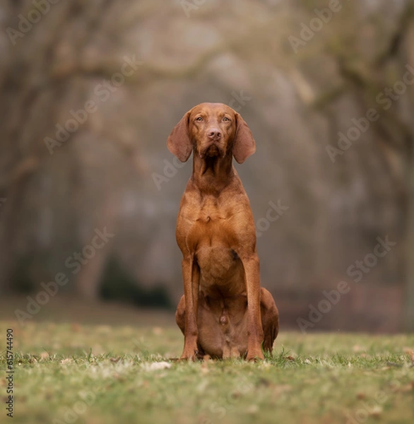 Fototapeta hungarian vizsla
