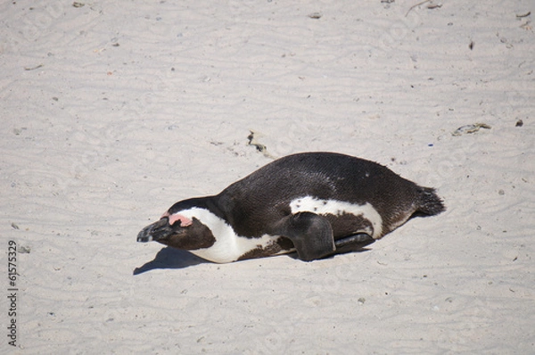 Fototapeta Brillenpinguin