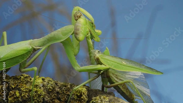 Fototapeta Sexual cannibalism, Close-up portrait of large female green praying mantis eats the male after mating on tree branch covered with lichen. Transcaucasian tree mantis (Hierodula transcaucasica)