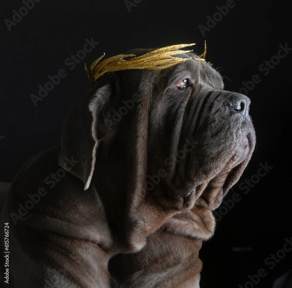 Obraz Napolitan mastiff with a caesar´s crown