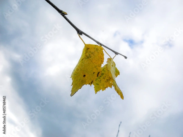 Obraz Yellow autumn leaves against the sky