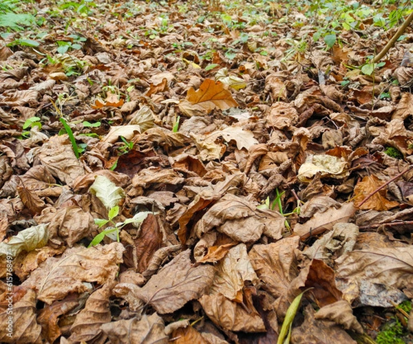 Obraz Fallen foliage in the autumn forest