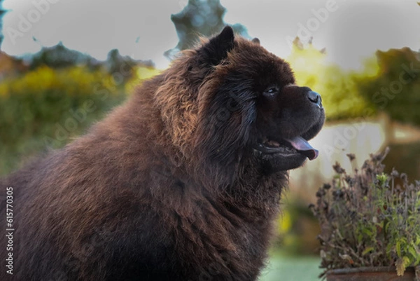 Obraz Black Chow Dog