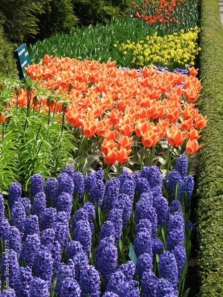 Obraz tulipany i hiacynt