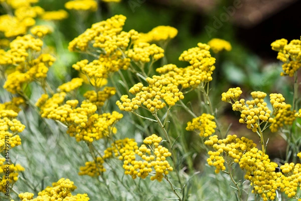 Obraz .Curry flowers growing in the garden in summer.