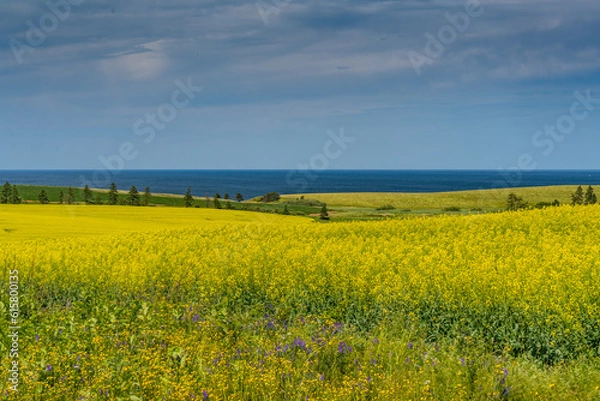 Fototapeta Mustard Fields Roll Into Ocean