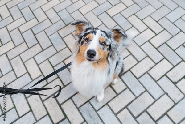 Fototapeta Australian shepherd dog sitting on a pavement. Blue merle tricolor aussie dog sitting on the sidewalk, happy pet