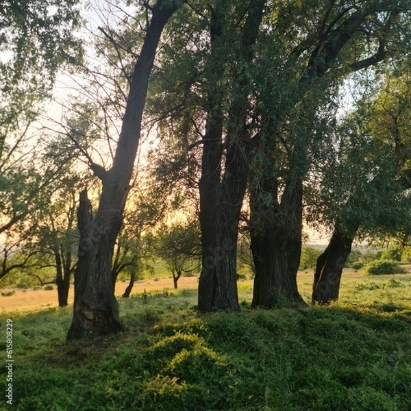 Fototapeta A group of trees in a grassy area