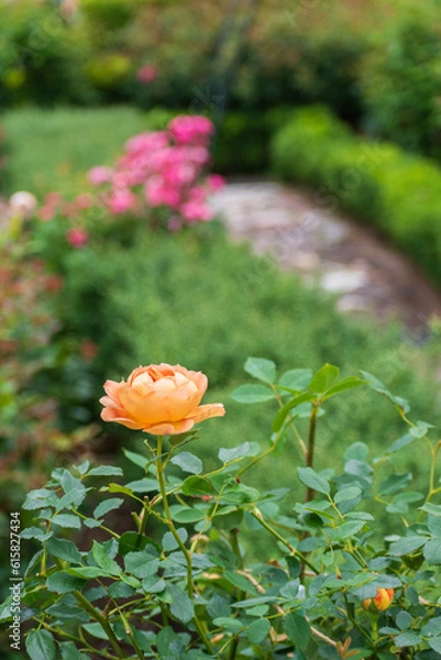 Obraz 春のバラ園に咲く黄色いバラの花