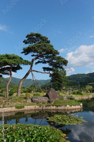 Fototapeta Pine trees in the middle of a lotus pond