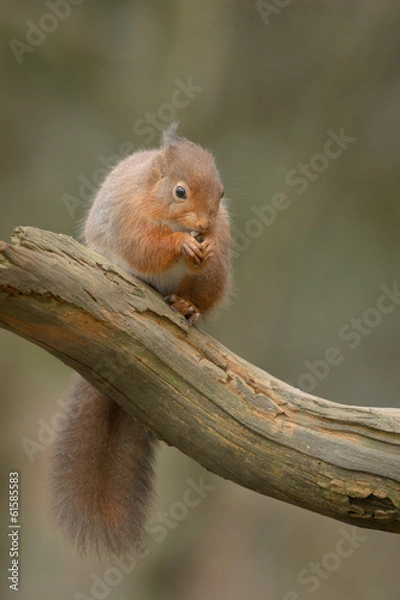 Fototapeta Red Squirrel