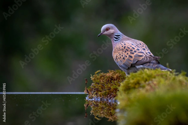 Obraz European Turtle Dove on a pond facing left