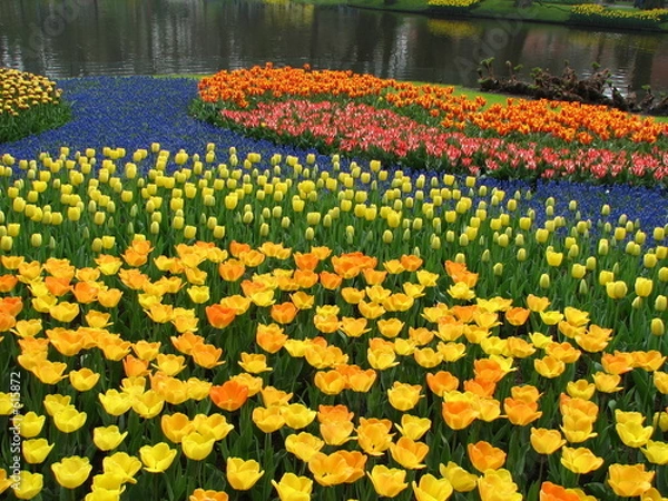 Fototapeta beautytiful garden