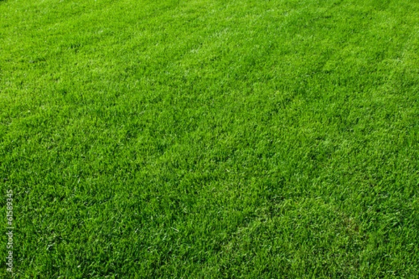 Obraz Green grass