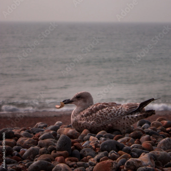 Obraz Seagull on beach