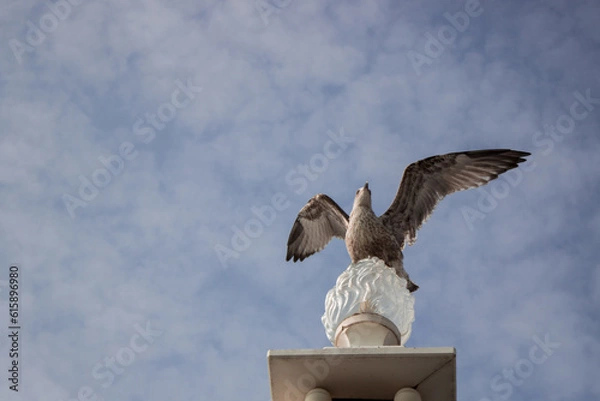 Obraz Seagull landing