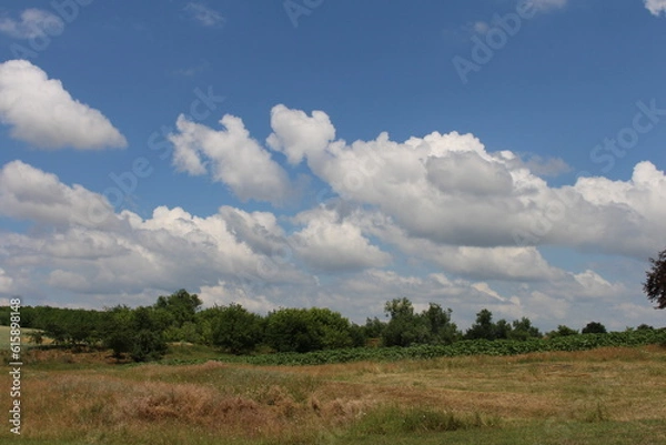 Fototapeta A field with trees and blue sky