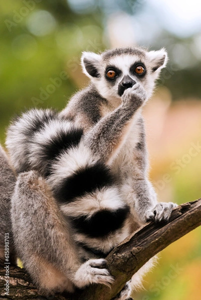 Fototapeta A ring-tailed lemur sitting on a branch (Lemur catta)