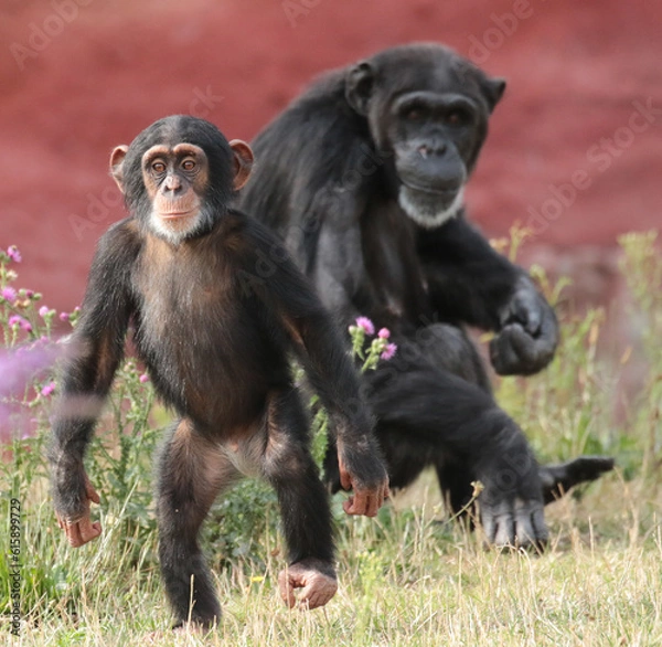 Fototapeta Explore the Beauty of the Animal Kingdom – A Collection of Stunning Creatures, from Adorable Pets to Wild Wonders, Captured in Their Natural Charm.